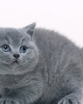 British Shorthair & Longhair cat