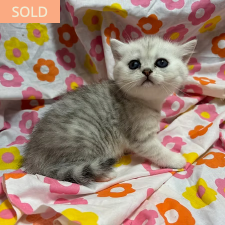 Callie, female British Shorthair kitten from TMZ Kittenz N Katz