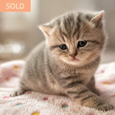 Celeste, female British Shorthair kitten from TMZ Kittenz N Katz