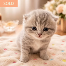 Jolie, female British Shorthair kitten from TMZ Kittenz N Katz