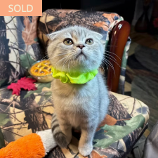 Leslie, female Scottish Fold kitten from TMZ Kittenz N Katz
