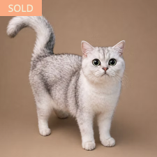 Sunny, Scottish Straight kitten from TMZ Kittenz N Katz