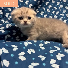 Whiskey, male Scottish Fold kitten from TMZ Kittenz N Katz